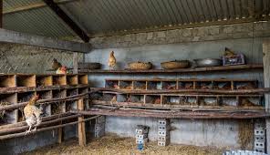 The breeding stock for these special chickens is imported from the regions of burgundy and brittany (france). Free Range Chicken Farming A Success In Remote Viet Nam