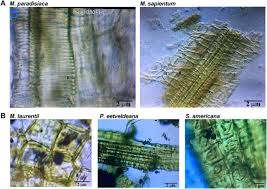 Image result for Millettia eetveldeana