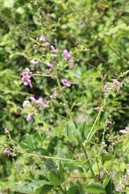 Image result for Desmodium subsecundum