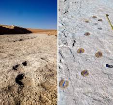Oldest footprints in Saudi Arabia reveal intriguing step in early human  migration | National Geographic