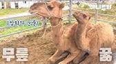 Take a look at our azclip channels how do you have big fun in the hot desert sun? ë‚™íƒ€ì†Œë¦¬ Camel Sound Youtube