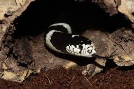 قتل الثعبان في المنام للمتزوجة. ØªÙØ³ÙŠØ± Ø­Ù„Ù… Ø±Ø¤ÙŠØ© Ø§Ù„Ø«Ø¹Ø¨Ø§Ù† Ø§Ù„Ø§Ø³ÙˆØ¯ ÙˆØ§Ù„Ø§Ø¨ÙŠØ¶ Ø§Ù„ÙƒØ¨ÙŠØ± Ø§Ùˆ Ø§Ù„ØµØºÙŠØ±