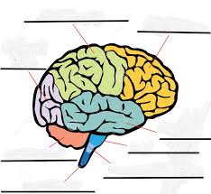 To break down food to be used by the body. Nervous System Quiz Review Diagram Quizlet