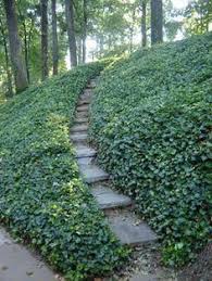 Great Ground Cover For A Sun Filled Hill Hill Purple Google Search Traditionallandscape Backyard Landscaping Sloped Garden Easy Landscaping