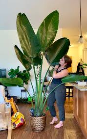 Here are some helpful hints to keep it growing: Repotted My Bird Of Paradise From This Tiny Pot Thank You To My Husband For Providing The Muscles Houseplants