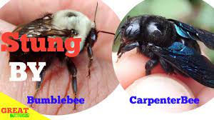 Typically, the females are hard at work excavating chambers for their brood, so if you've spotted a carpenter bee hovering, it is likely a harmless male. Stung By Bumble Bee And Carpenter Bee Youtube