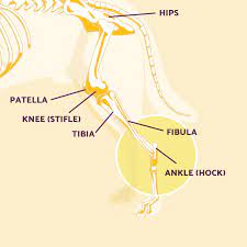 These muscles work together to produce movements such as standing walking running and jumping. Dog Leg Anatomy In Human Speak Ortho Dog
