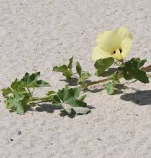 Image result for Hibiscus rhabdotospermus