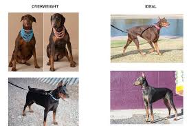 Czy Twój doberman jest wysportowany czy gruby? Przeczytaj ten artykuł, aby poznać odpowiedź...