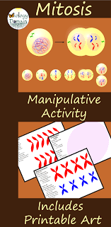 Hands On Activity Where Students Will Be Manipulating The Organelles Found In A Cell During Each Phase Of The C Mitosis Cell Division Science Websites For Kids
