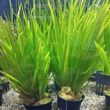 Image result for Blyxa aubertii