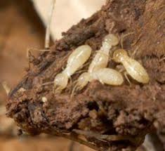 Only a professional termite technician can tell you for sure, and sometimes the. 86 About Termites Ideas Termites Termite Control Termite Treatment