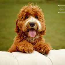 Australian labradoodle puppies for sale in ohio. Lakewood Australian Labradoodles Home Facebook