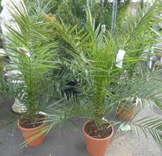 Phoenix canariensis is a species of flowering plant in the palm family arecaceae, native to the canary islands. Dattelpalme Phoenix Canariensis Im T20 Pflanzen Kubelpflanzen