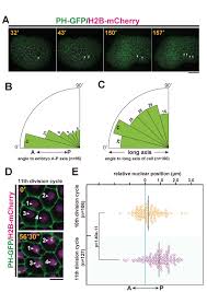 Cytokinesis is the shortest phase of the cell cycle that occurs differently in plants and animals. Physical Association Between A Novel Plasma Membrane Structure And Centrosome Orients Cell Division Elife