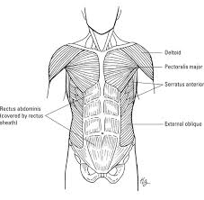 Muscles of the chest, abdomen, pelvis and back. How The Muscular System Works Dummies