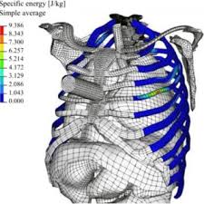 15 best images about human. Human Torso Model And Specific Energy Field Of The Cortical Ribs In The Download Scientific Diagram