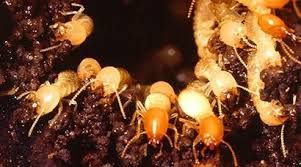 Image result for Aneilema termitarium