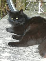 Domestic longhairs are closely related to domestic mediumhairs and. Missing Pets Gb On Twitter Shadow Adult Male Cat Missing Shadow Is A Black Cat Domestic Long Haired Green Eyes He Was Last Seen Heading Towards St Agnes Park St Paul S