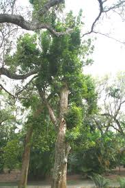 Image result for Elaeodendron orientale