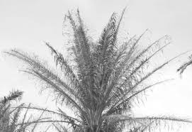 Anthracnose, leaf spot disease, aphids, cockchafers. Effect Of Pests And Diseases On Oil Palm Yield Sciencedirect