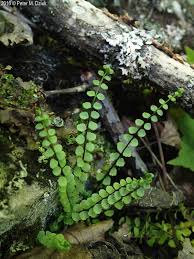 Image result for Asplenium smedsii