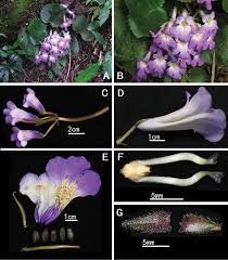 Image result for Gesneriaceae