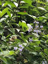 Image result for Rotheca myricoides