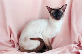 The Development Of Siamese Kittens Pets