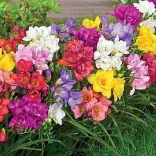 Double Freesia Mixture Breck S Wholesale Flowers Flower Garden Plants Flower Seeds