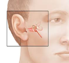 The inner ear is also called labyrinth and is composed of two types of labyrinth, i.e. Anatomy Of The Ear