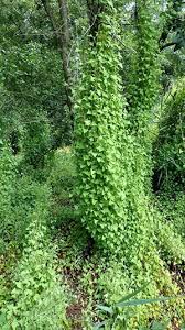 Garlic mustard never has stolons or runners. Mile A Minute Weed Identified In Iowa News