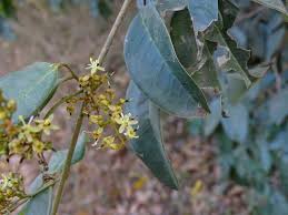 Image result for Dialium englerianum