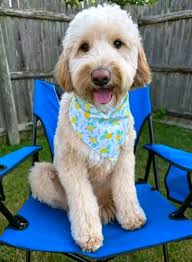 looking for a puppy I'm in UK