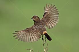 Birds Flying High Lyrics Michael Buble Pied Bushchat Female Take Off Birds Animals Pixoto Animals Animal Photo Female
