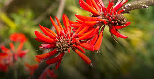 Image result for Erythrina × coddii