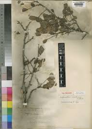 Image result for Haplocoelum inoploeum