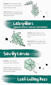 However, at this time of year, my garden ends up full of his leaves. Garden Guide What S Eating My Plants