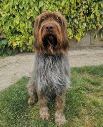 Image result for griffon korthalsův