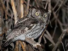 Western Screech Owl Habitat Lifespan Diet Scientific Name Sound Animals Planet