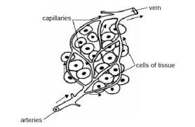 Anatomy And Physiology Of Animals Cardiovascular System Blood Circulation Wikibooks Open Books For An Open World