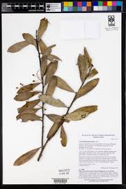 Image result for Vaccinium madagascariense