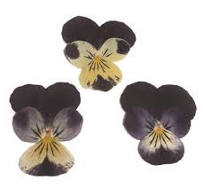 Leaflets narrowly oblong, coarsely sawtoothed. Pressed Real Dried Flowers 20pcs Dark Purple Pansy