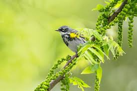 Both forms are quite recognizable and are a key call to learn for a bird watcher hoping to start sorting out migrating warblers in fall. Yellow Rumped Warblers Meet The Butterbutts Birds And Blooms
