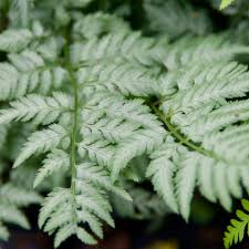 Image result for Athyrium newtonii