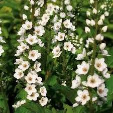 Image result for Lysimachia djalonis
