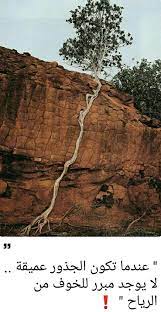 صورة معبرة amazing nature nature photography unique trees