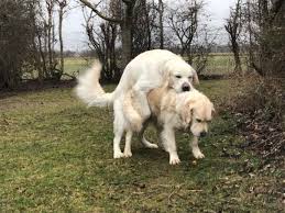 Sie haben sich auch super verstanden und die hündin war auch bereit. Deckakt Cupido Gipsy Be My Forever