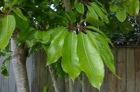 Image result for Heptapleurum actinophyllum