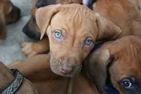 Livernose Rhodesian Ridgeback Rhodesian Ridgeback Dog Love Dogs And Puppies